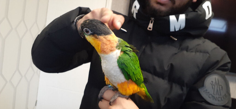 Young parrot
