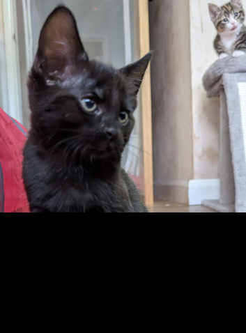 2 male kittens