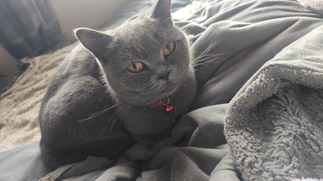Loving Female - Caroline british short hair in need of forever home