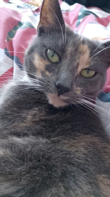 Izzy