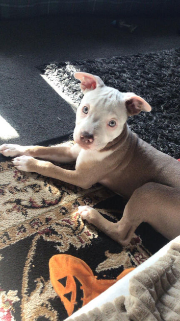 Puppy for sale