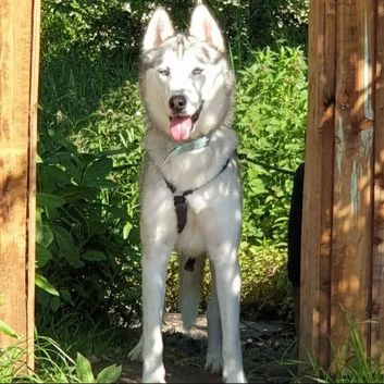 Male husky