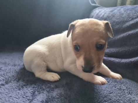 True to type jackrussell pups
