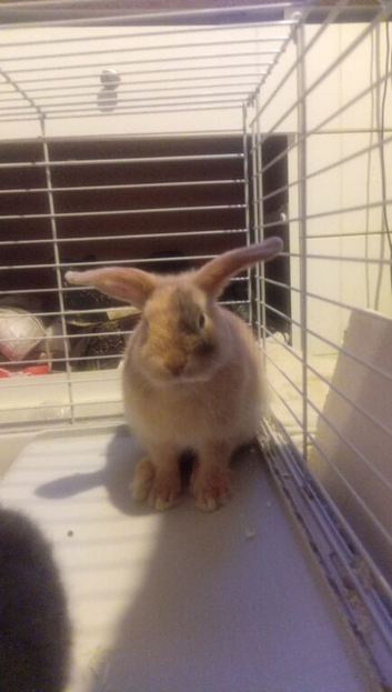 Baby lop x dwarf