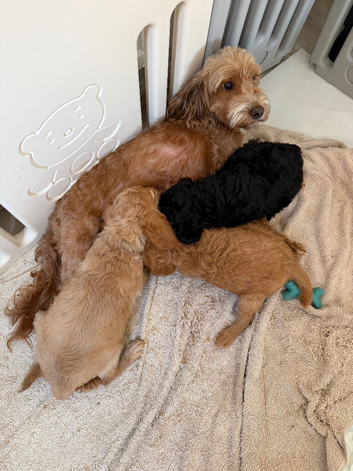 3 Beautiful Puppies - ready for collection