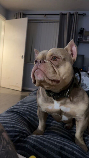 Pocket bully stud