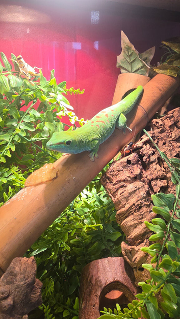 Adult male Madagascan giant day gecko