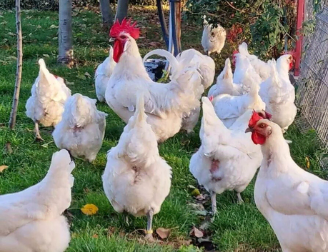 La Bresse de Gallouise high quality pure breed - hatching eggs meat excellent layers nice meat