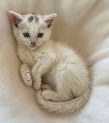 Gorgeous British shorthair 1 female left
