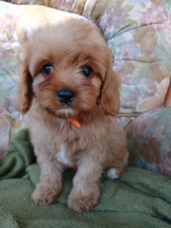 Cavapoo puppies