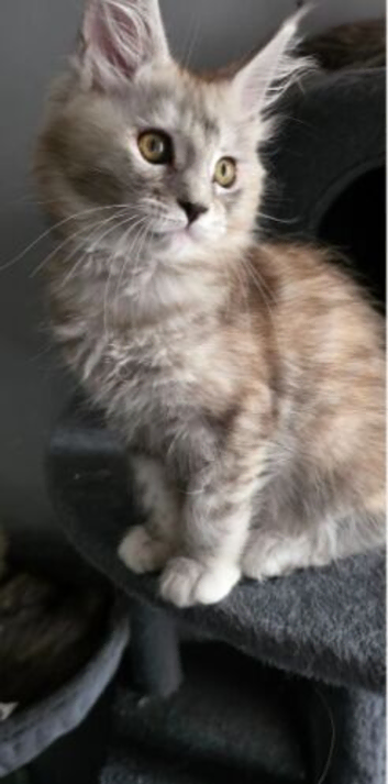 Maine Coon Kittens