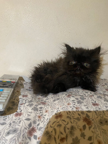 Exotic Persians