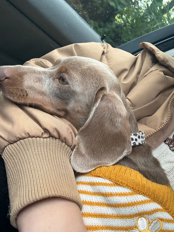 ️ Looking for a Loving, Experienced Home for Millie ️