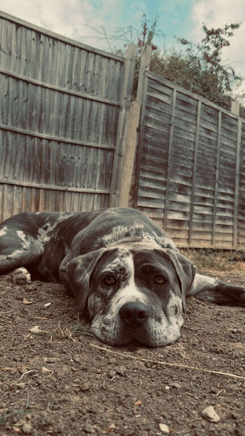Cane corso puppy's due 13 October.