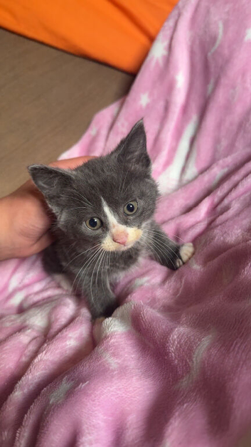Kittens for sale!!!