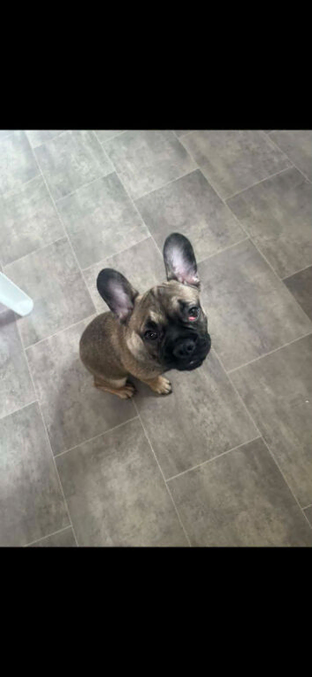 French bulldog