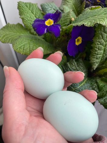 Cream Legbar Hatching Eggs