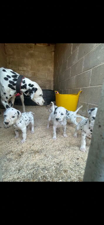 Dalmation Puppies
