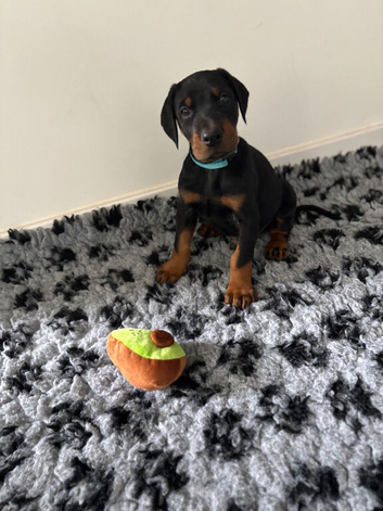 3 BOYS LEFT-READY TO LEAVE 9 Doberman puppies