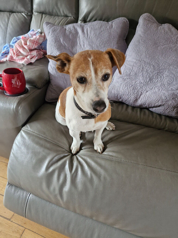 Jack russell for stud