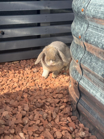 2 grey mini lops