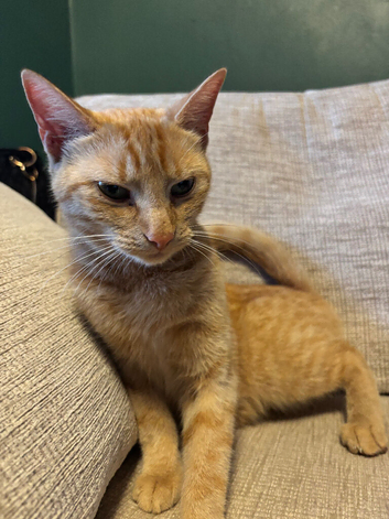 Ginger Bengal for sale