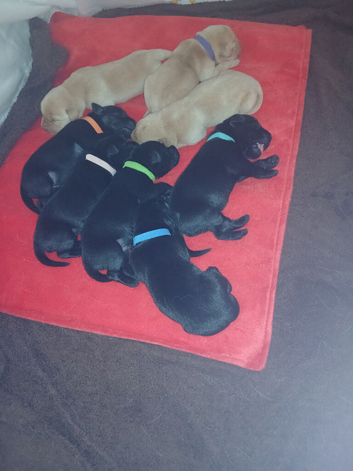 Top Quality KC registered Labrador pups