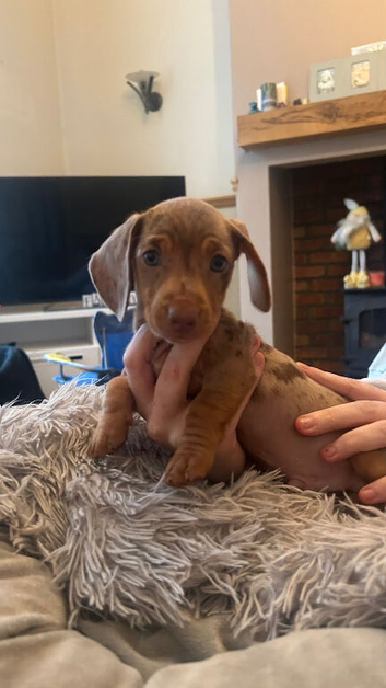 Dachshund puppies for sale