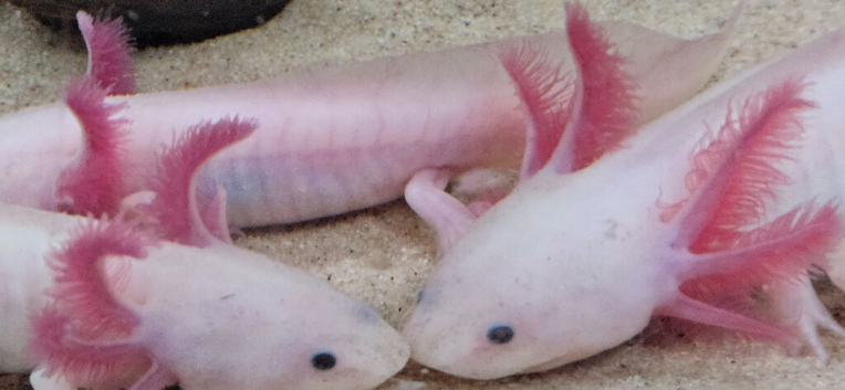 Axolotls babies delivery possible in leeds