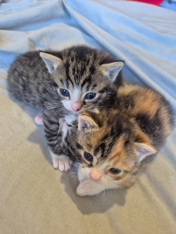 3 beauiful kittens