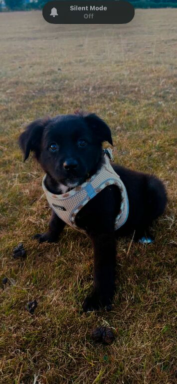 puppy