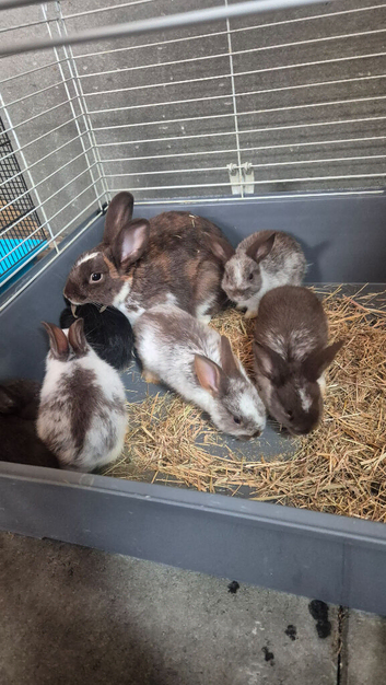 Bunnies for sale