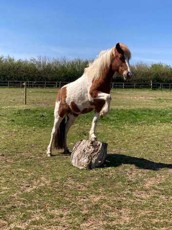 Trick and riding pony