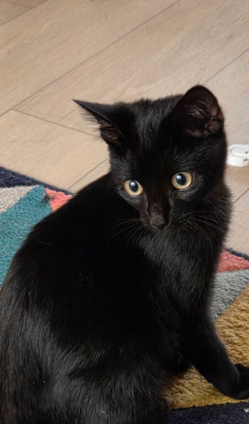 Beautiful black kitten