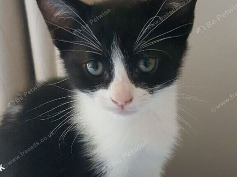 Sweet male kitten looking for a loving home.