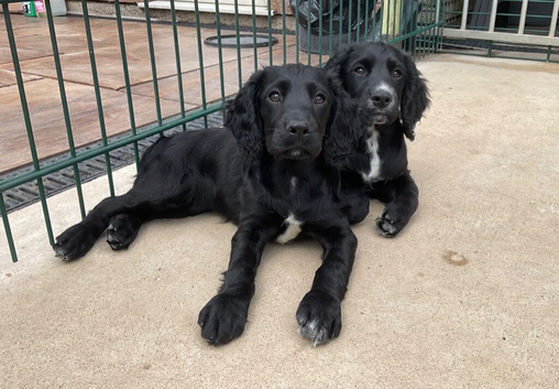 1  FEMALE AND I   MALE  WORKING COCKER PUPPy