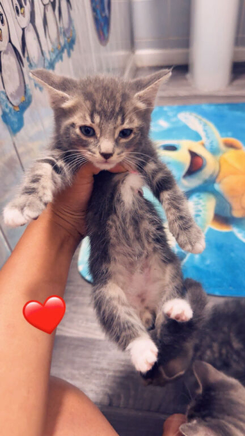 Kitten