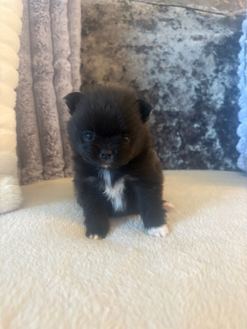 Beautiful female kc puppy