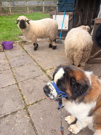 Male St Bernard looking for a knew home