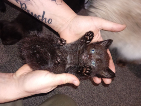 Ragdoll x domestic black