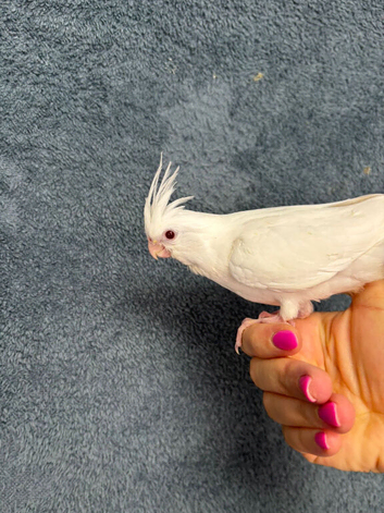 3 hand reared, tame cockatiels.