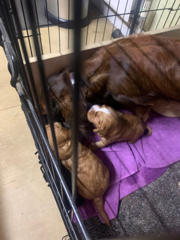 Cocker spaniel pups