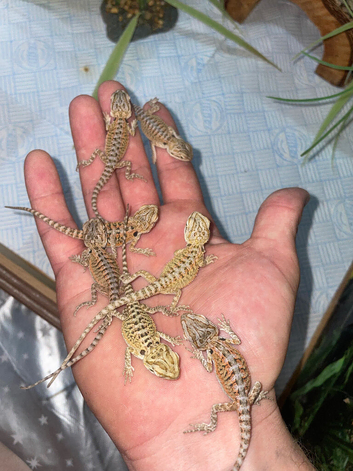 Bearded dragons