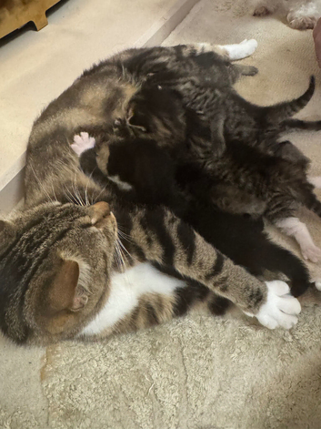 5 kittens for sale