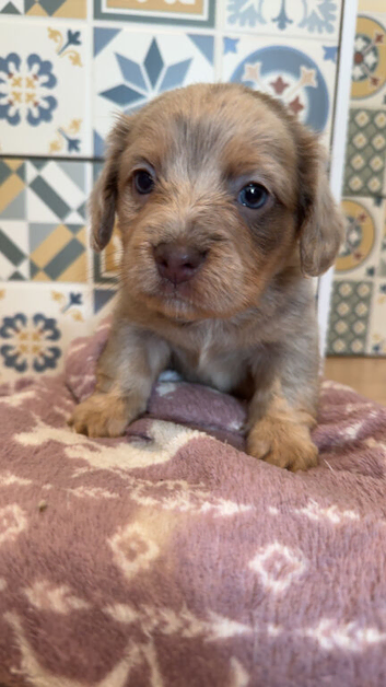 Dachshund cross boy