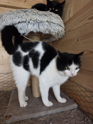 Female cat for sale
