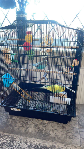 Two budgies