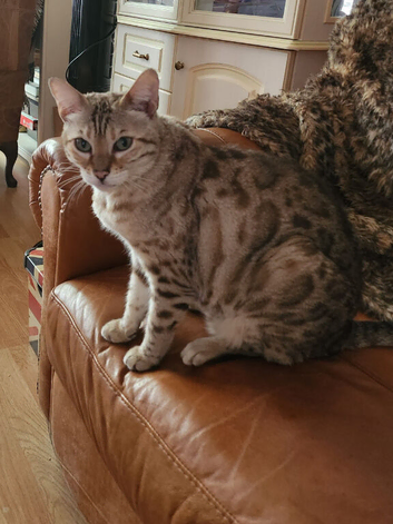 Missing Bengal Cat