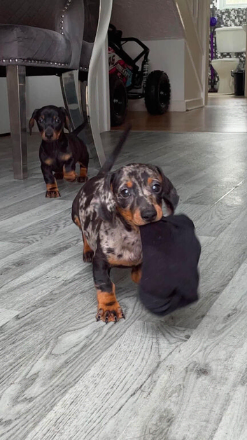 Miniature dachshund