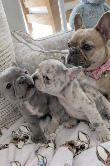 Male frenchie